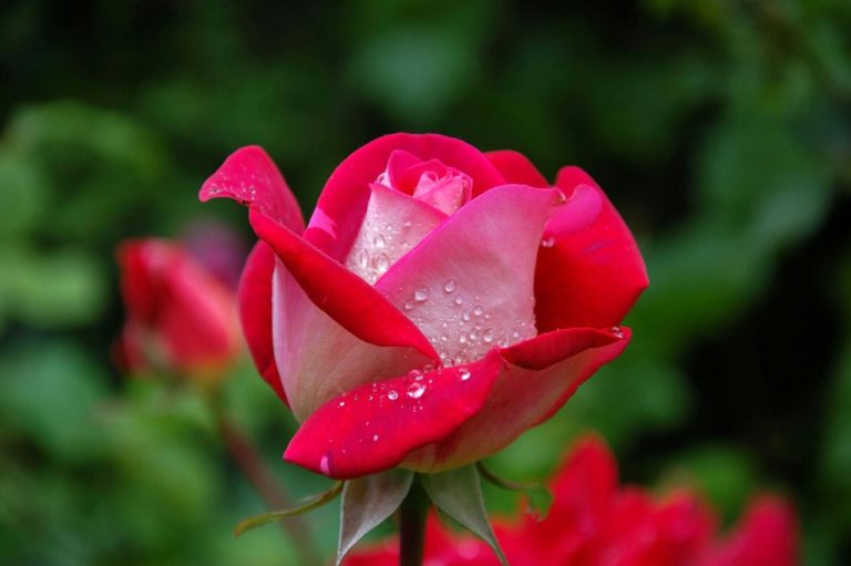 blog-1